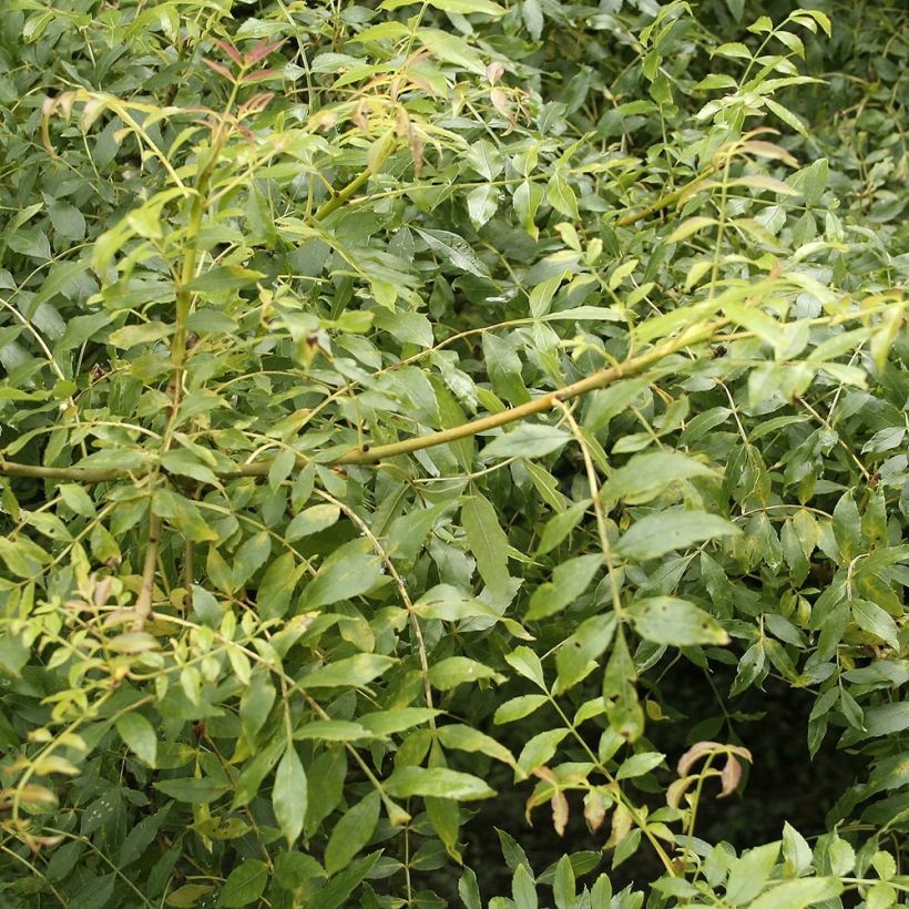 Fraxinus excelsior - Frassino maggiore (Fogliame)