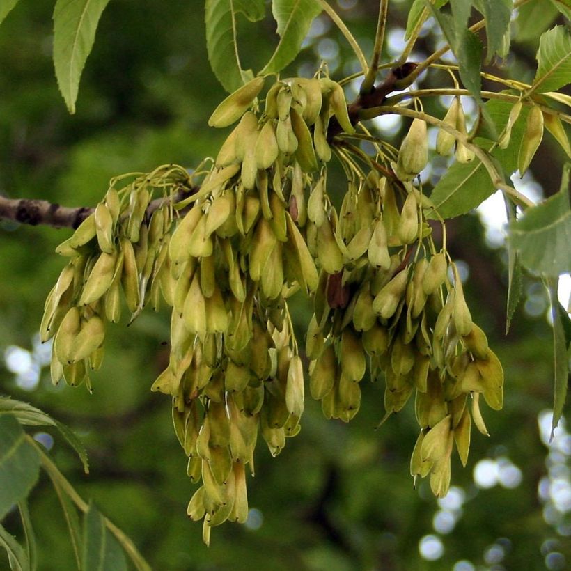 Fraxinus excelsior - Frassino maggiore (Raccolta)
