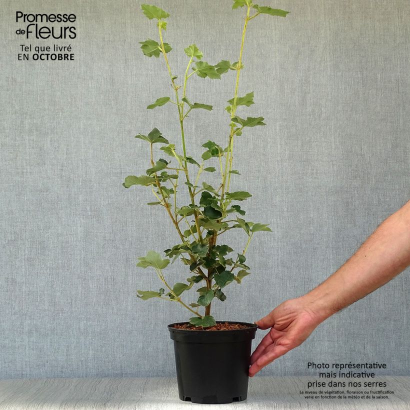 Esemplare di Fremontodendron californicum Vaso da 2L/3L come consegnato in autunno