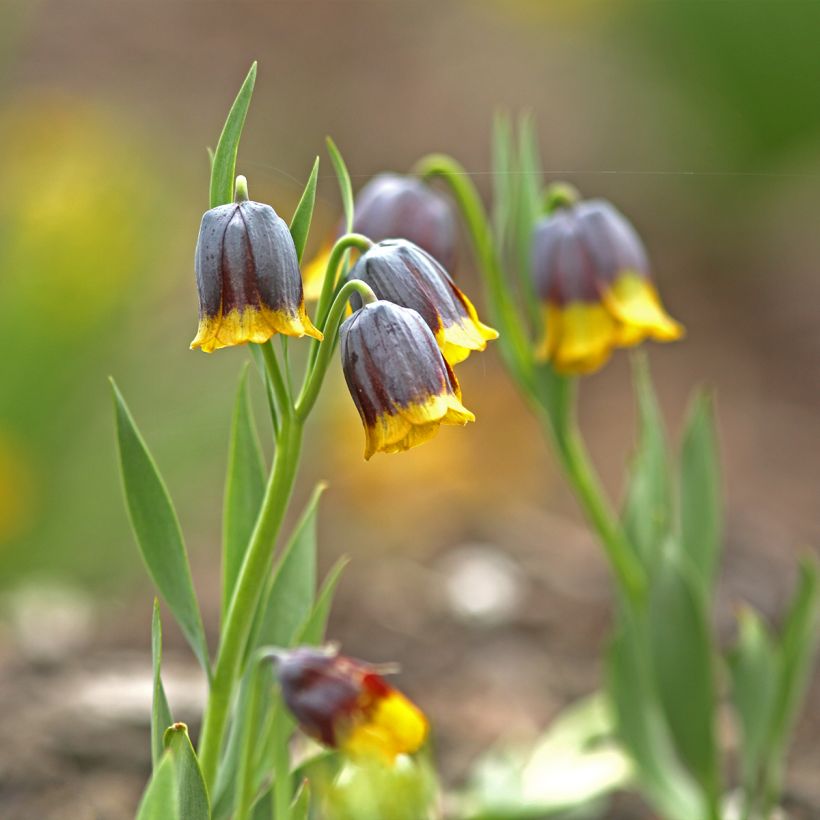 Fritillaria uva-vulpis (Porto)