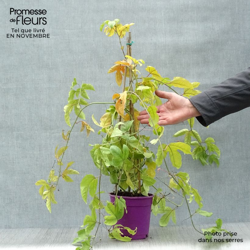 Esemplare di Passiflora edulis - Maracujá Vaso da 1,5L/2L come consegnato in autunno