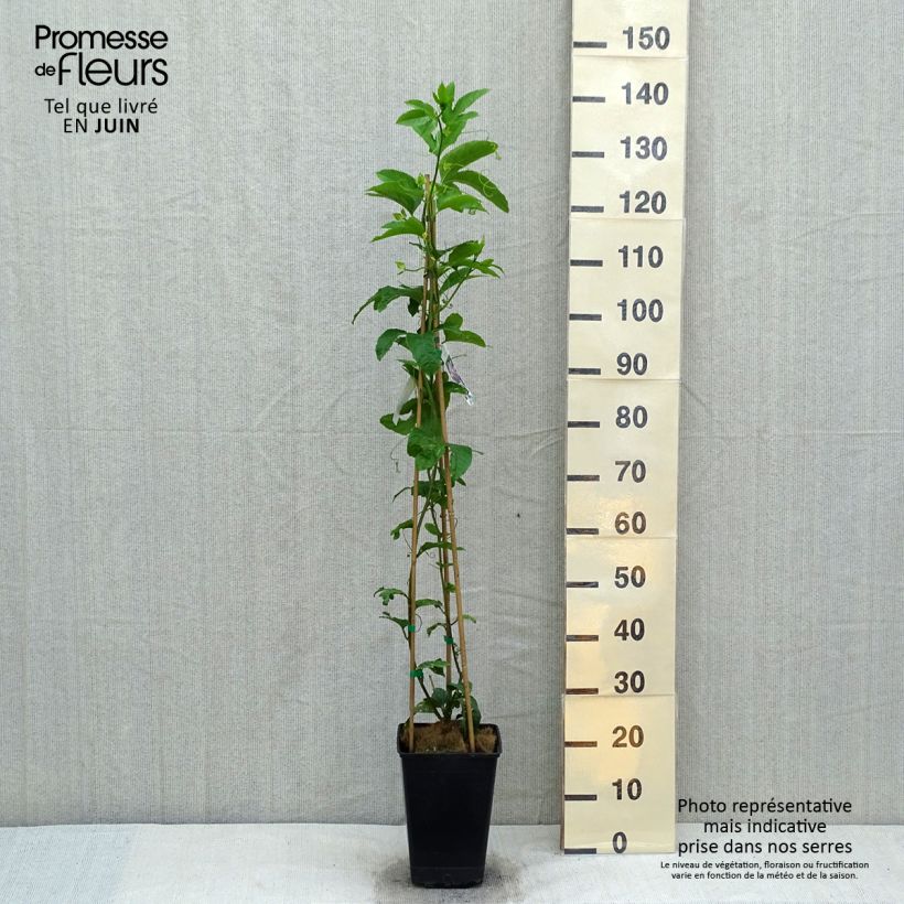 Passiflora edulis - Maracujá Vaso da 3L/4L esemplare consegnato in primavera