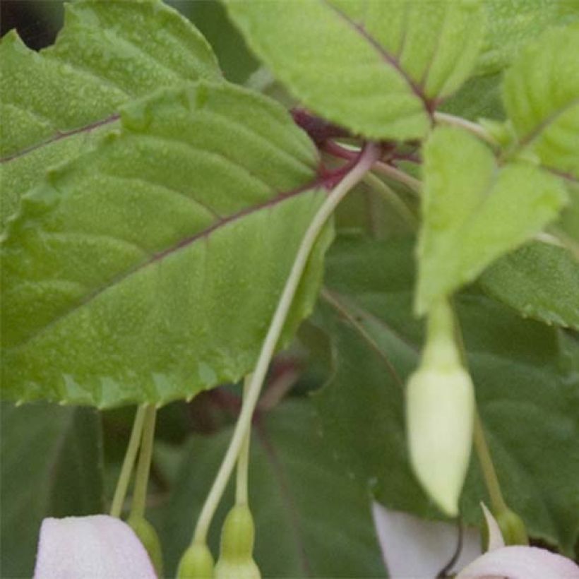 Fuchsia Annabel - Fucsia (Fogliame)