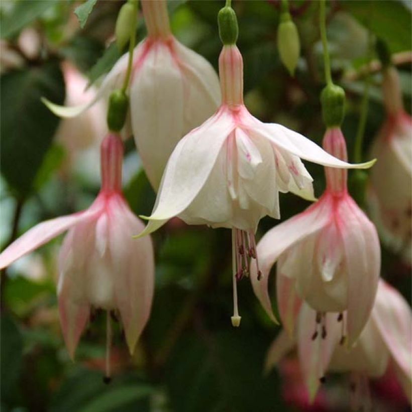 Fuchsia Annabel - Fucsia (Fioritura)