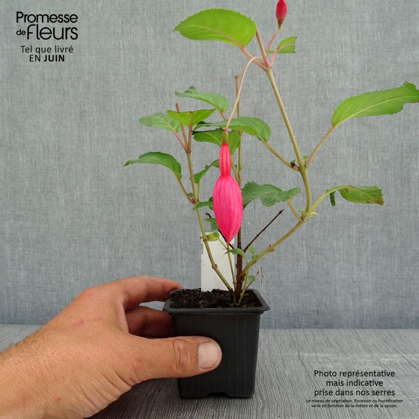Fuchsia Beacon rosa - Fucsia Vasetto da 8/9 cm esemplare consegnato in primavera