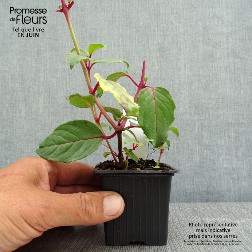 Fuchsia Black Princess - Fucsia Vasetto da 8/9 cm esemplare consegnato in primavera