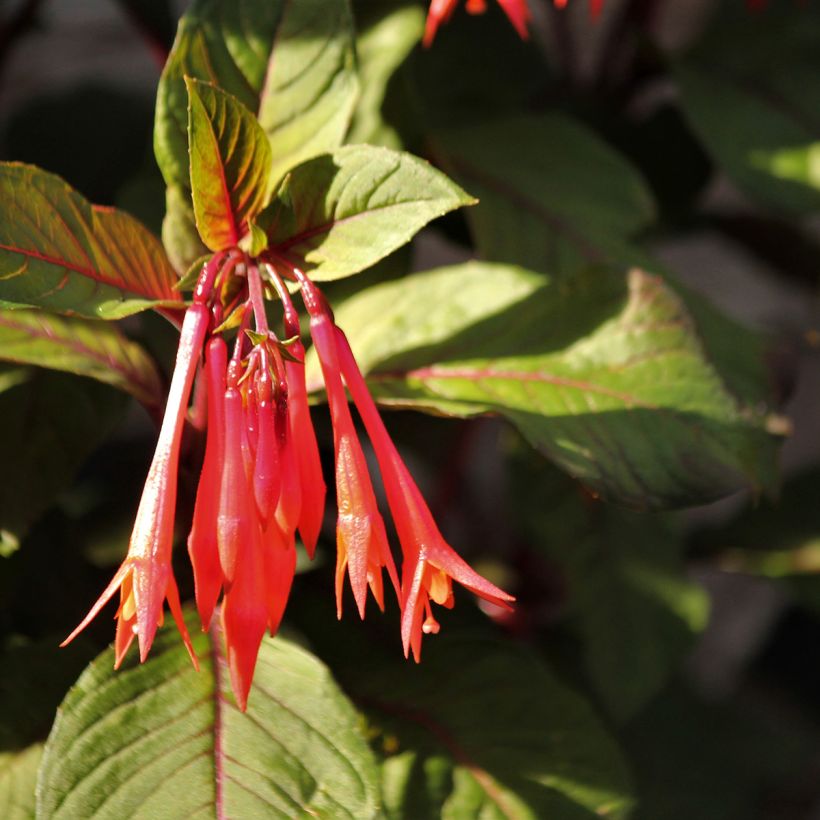 Fuchsia triphylla Bush Gartenmeister Bonstedt - Fucsia (Fioritura)