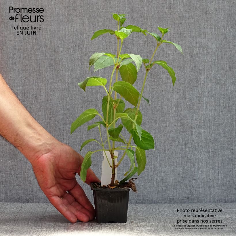 Fuchsia Celia Smedley - Fucsia Vasetto da 8/9 cm esemplare consegnato in primavera