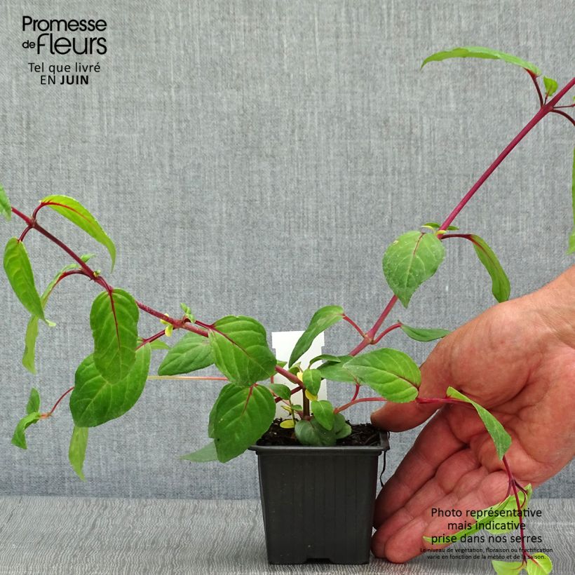 Fuchsia Chantilly - Fucsia Vasetto da 8/9 cm esemplare consegnato in primavera
