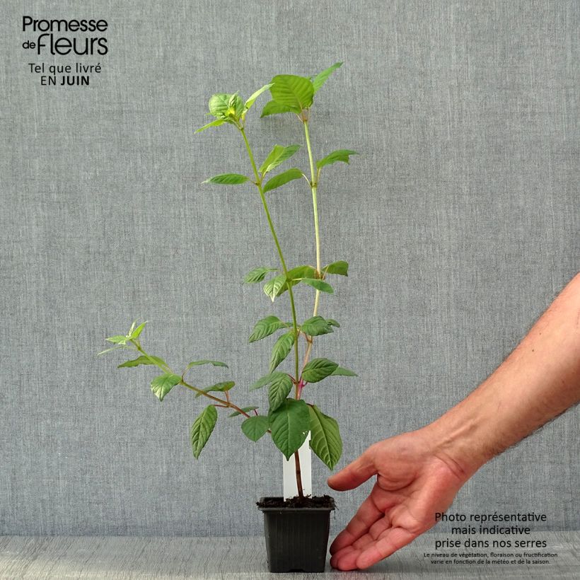 Fuchsia First Success - Fucsia Vasetto da 8/9 cm esemplare consegnato in primavera