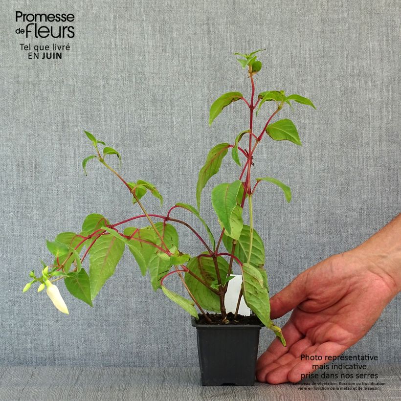 Fuchsia Illusion - Fucsia Vasetto da 8/9 cm esemplare consegnato in primavera