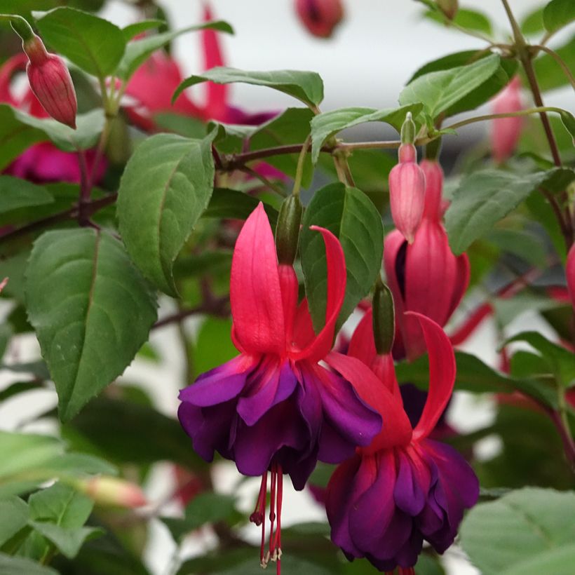 Fuchsia Voodoo - Fucsia (Fioritura)