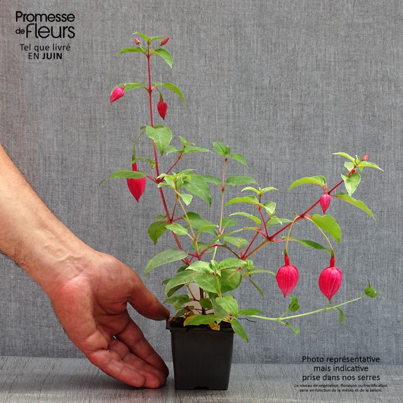 Fuchsia R.A.F - Fucsia Vasetto da 8/9 cm esemplare consegnato in primavera