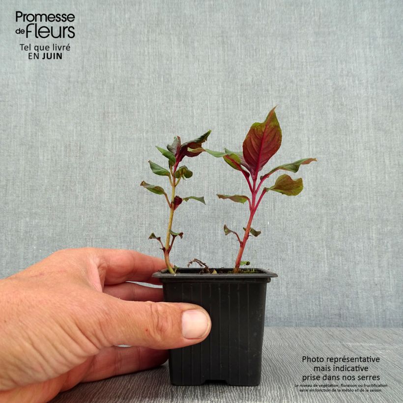 Fuchsia triphylla Thalia - Fucsia Vasetto da 8/9 cm esemplare consegnato in primavera