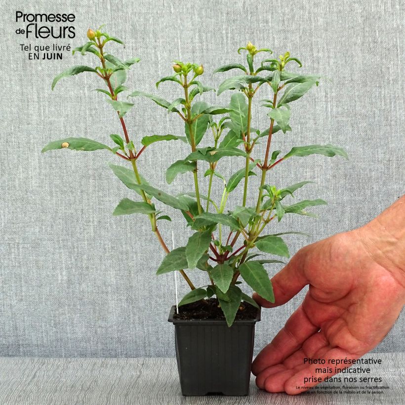 Fuchsia Winston Churchill - Fucsia Vasetto da 8/9 cm esemplare consegnato in primavera