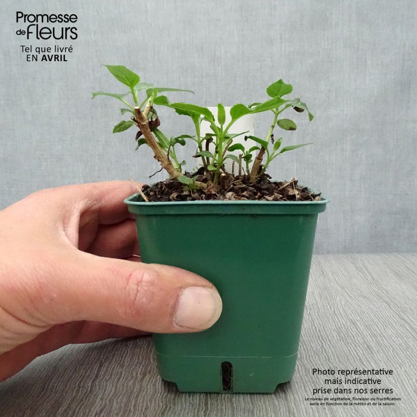 Phygelius aequalis Croftway Yellow Sovereign Vasetto da 8/9 cm esemplare consegnato in primavera