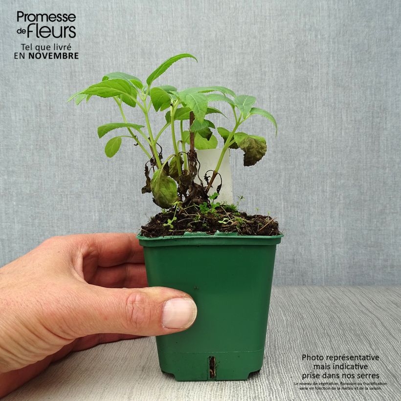 Esemplare di Phygelius aequalis Croftway Yellow Sovereign Vasetto da 8/9 cm come consegnato in autunno