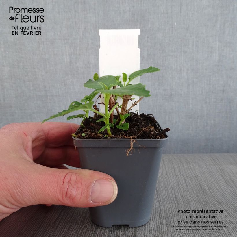 Phygelius aequalis Yellow Trumpet Vasetto da 8/9 cm esemplare consegnato in inverno