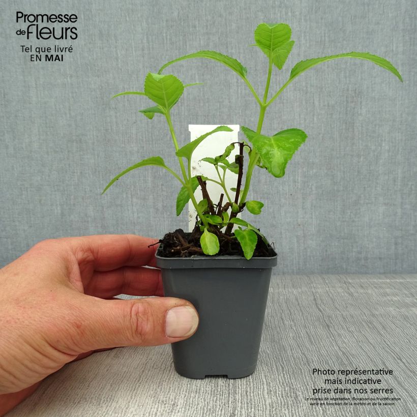 Phygelius aequalis Yellow Trumpet Vasetto da 8/9 cm esemplare consegnato in primavera