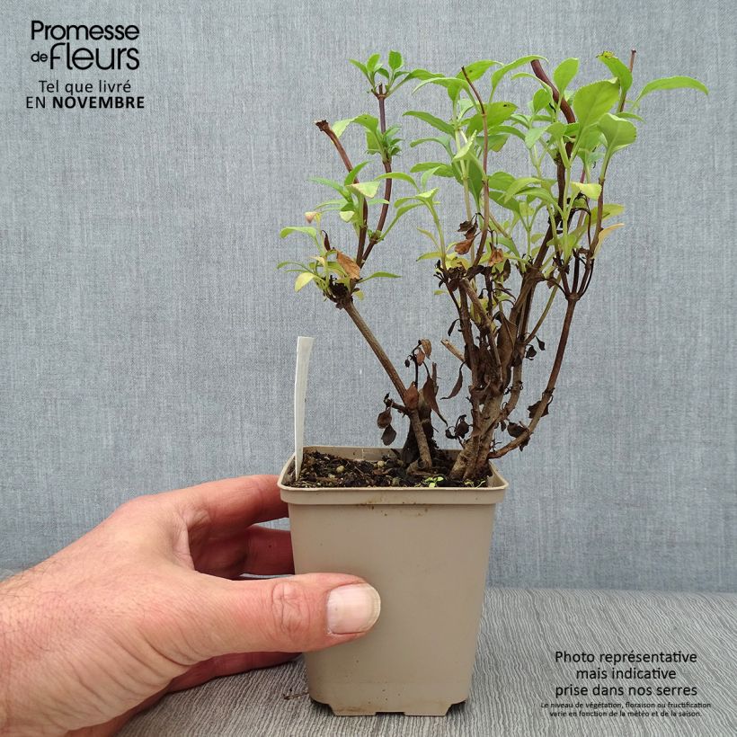 Esemplare di Phygelius rectus African Queen Vasetto da 8/9 cm come consegnato in autunno