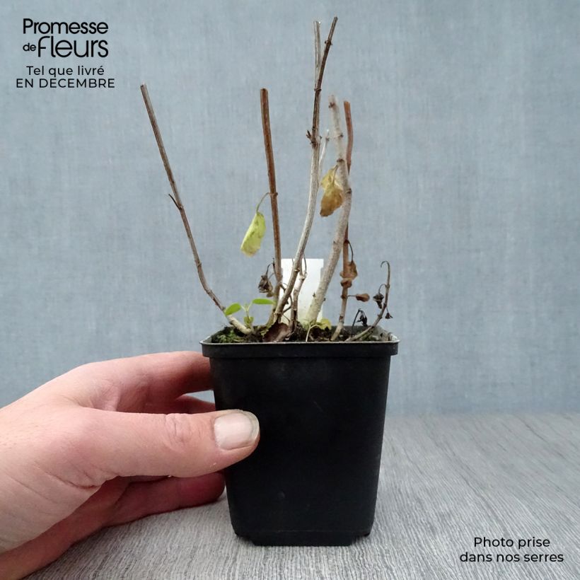 Phygelius rectus African Queen Vasetto da 8/9 cm esemplare consegnato in inverno