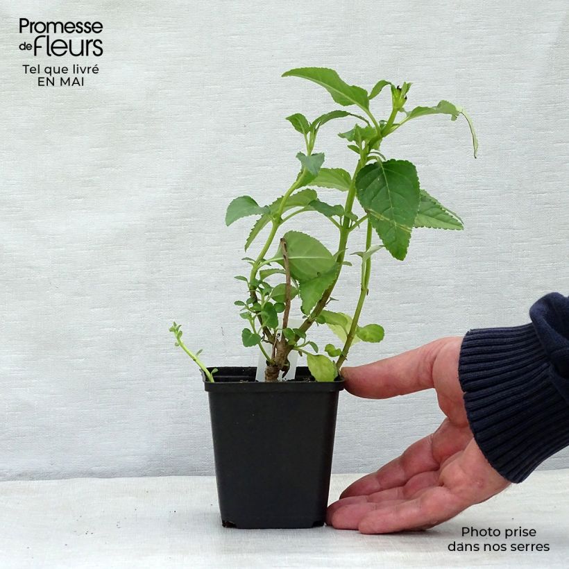 Phygelius rectus Moonraker Vasetto da 8/9 cm esemplare consegnato in primavera