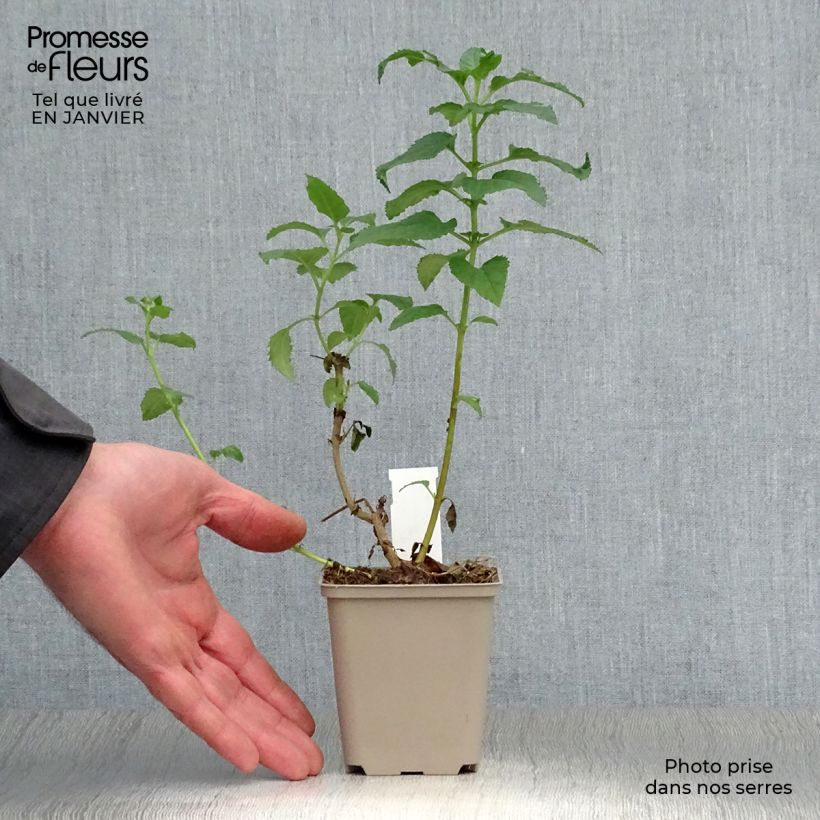 Phygelius rectus Moonraker Vasetto da 8/9 cm esemplare consegnato in inverno