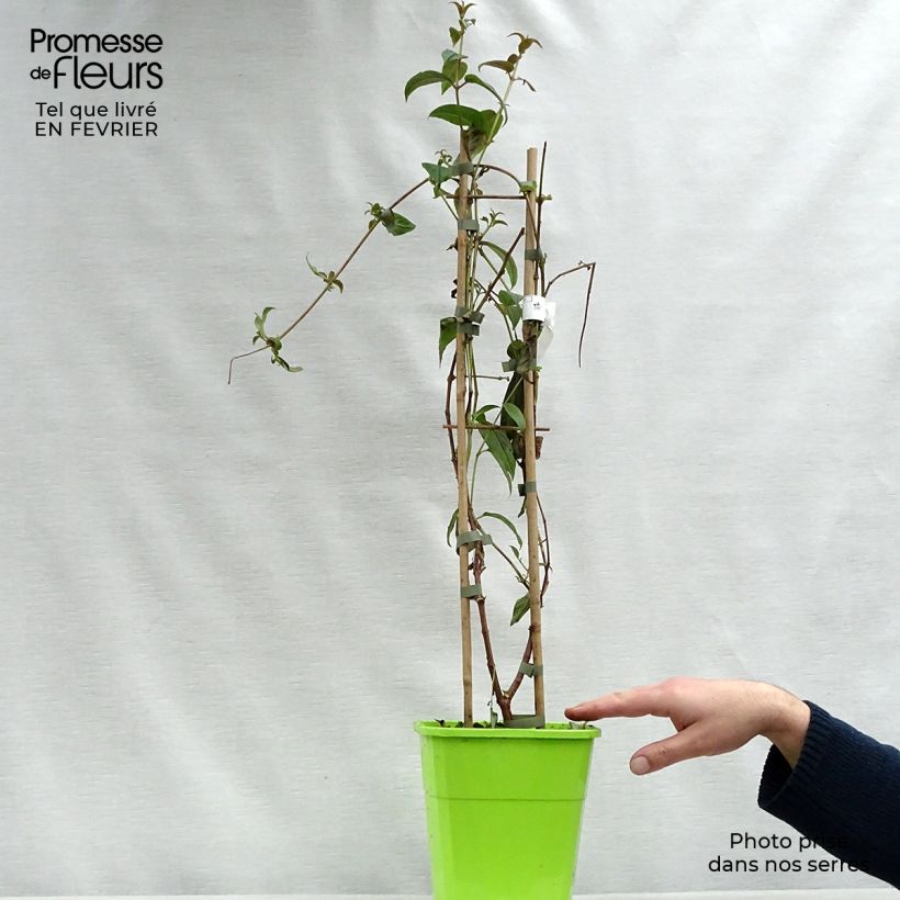 Fuchsia Lady Boothby - Fucsia Vaso da 3L/4L esemplare consegnato in inverno