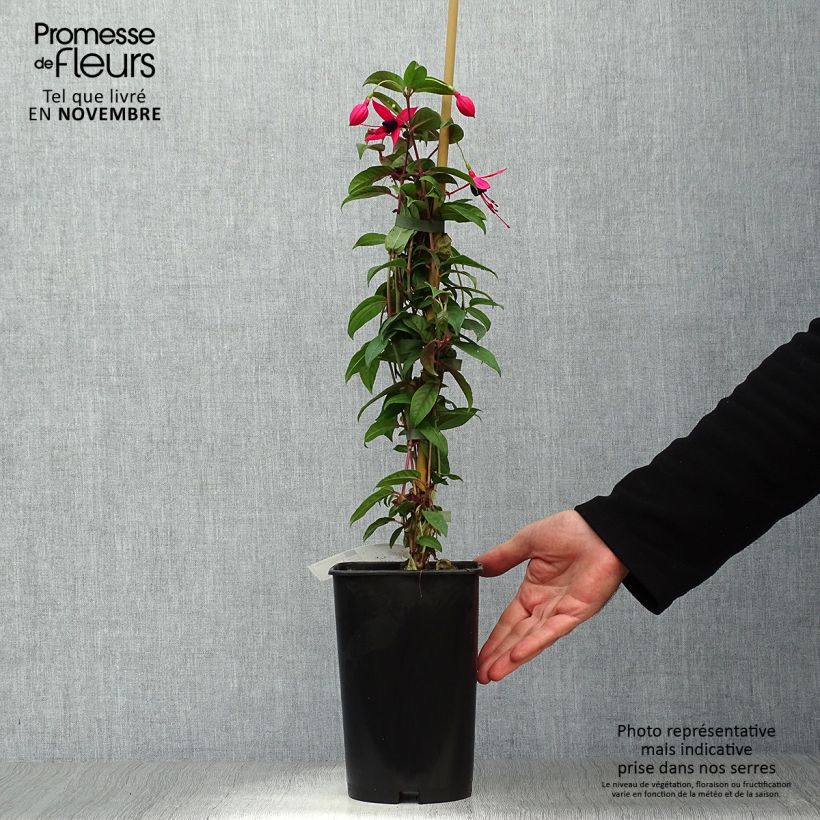 Esemplare di Fuchsia Lady Boothby - Fucsia Vaso da 3L/4L come consegnato in autunno
