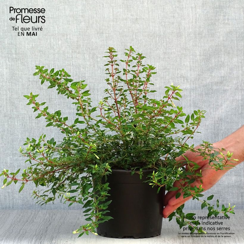 Fuchsia magellanica Arauco - Fucsia Vaso da 1,5L/2L esemplare consegnato in primavera