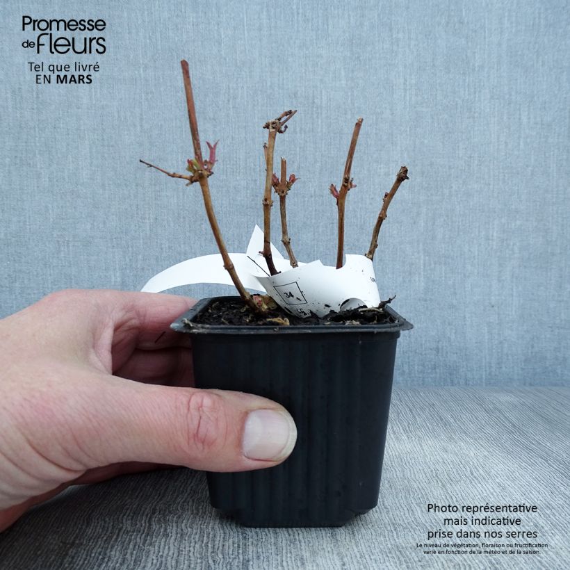 Fuchsia magellanica - Fucsia Vasetto da 8/9 cm esemplare consegnato in primavera