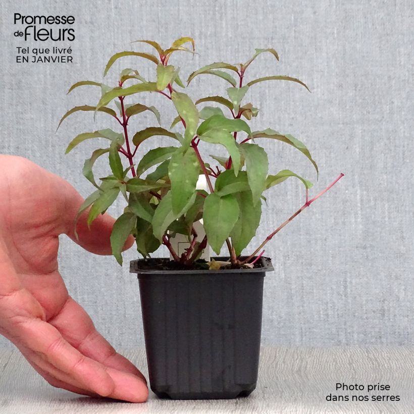 Fuchsia magellanica Riccartonii - Fucsia Vasetto da 8/9 cm esemplare consegnato in inverno