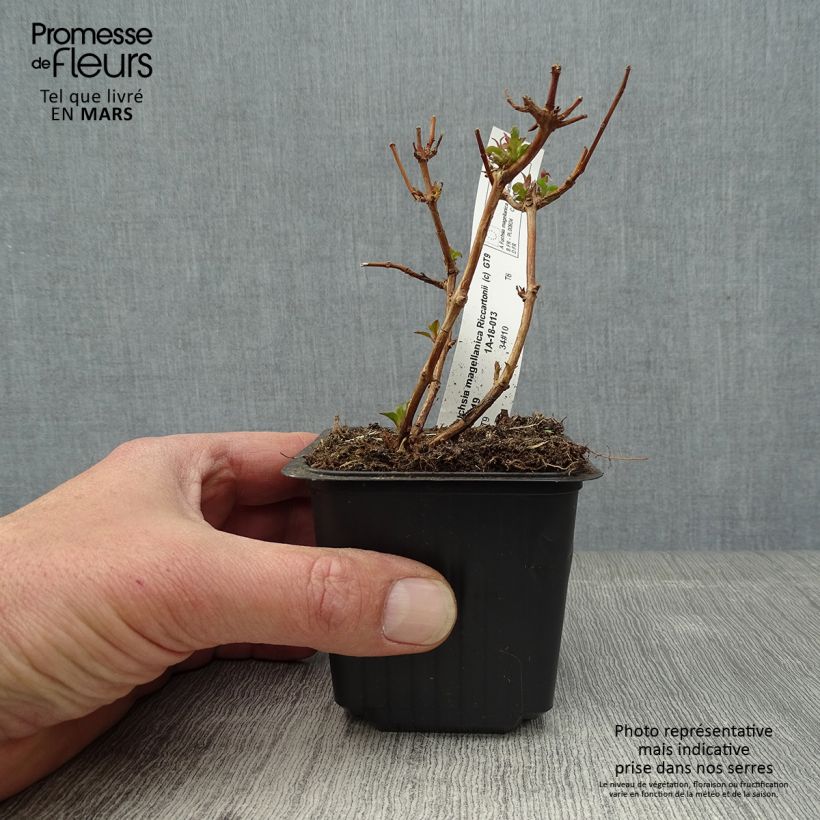 Fuchsia magellanica Riccartonii - Fucsia Vasetto da 8/9 cm esemplare consegnato in primavera