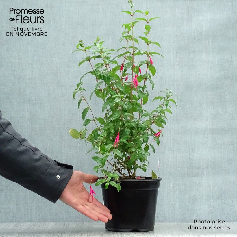 Esemplare di Fuchsia magellanica Riccartonii - Fucsia Vaso da 2L/3L come consegnato in autunno