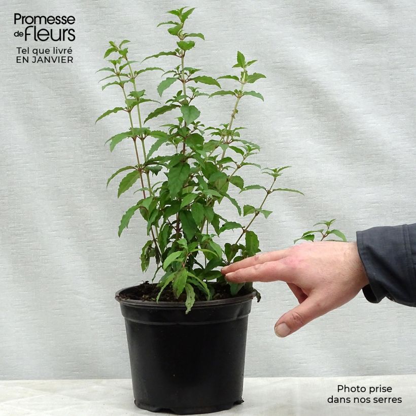 Fuchsia magellanica Riccartonii - Fucsia Vaso da 2L/3L esemplare consegnato in inverno