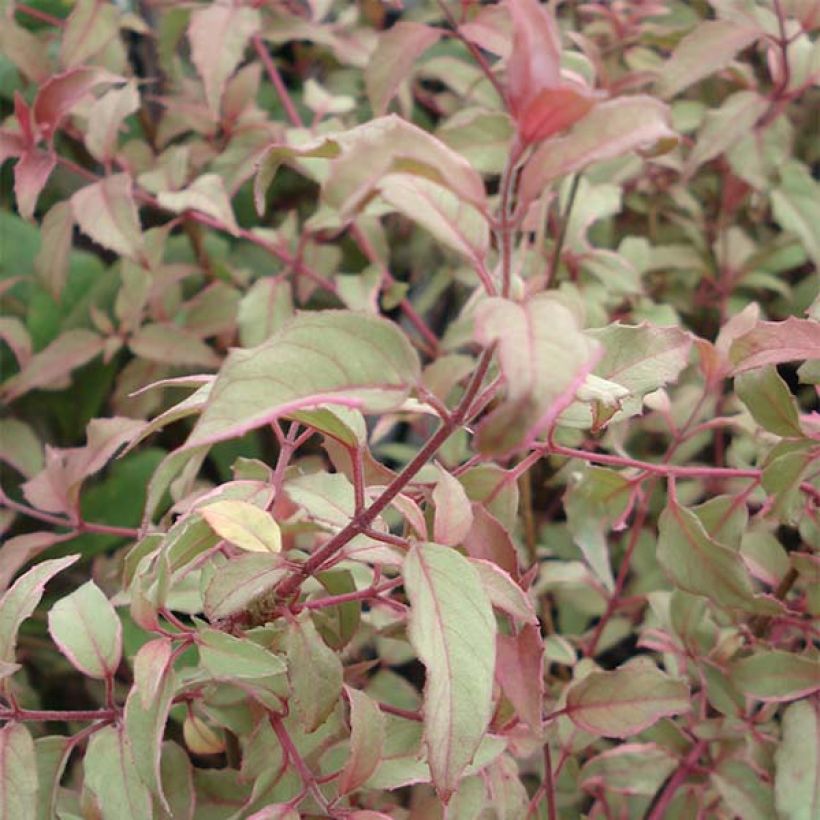 Fuchsia magellanica Versicolor - Fucsia (Fogliame)