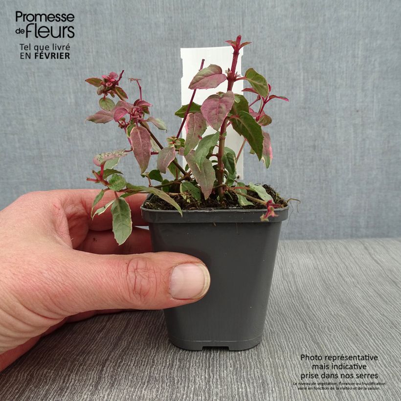Fuchsia magellanica Versicolor - Fucsia Vasetto da 7/8 cm esemplare consegnato in inverno