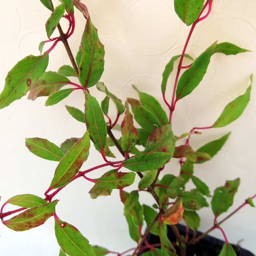Fuchsia magellanica var. gracilis Aurea - Fucsia (Fogliame)