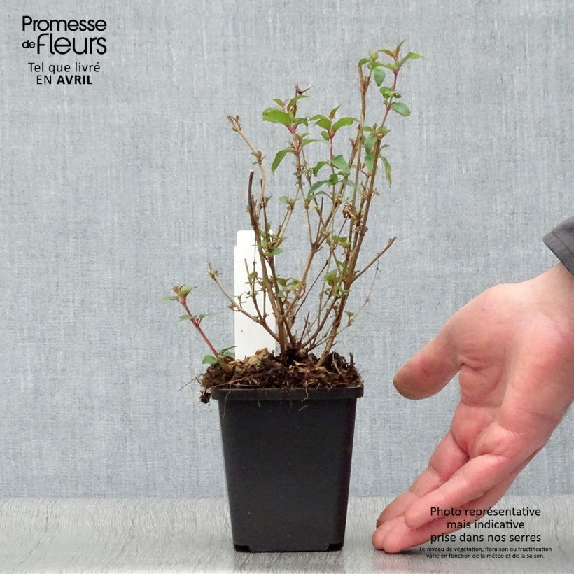 Fuchsia magellanica var. gracilis Aurea - Fucsia Vasetto da 7/8 cm esemplare consegnato in primavera