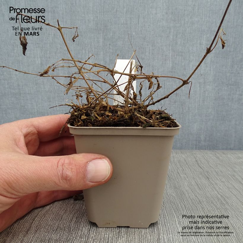Fuchsia magellanica var. gracilis Aurea - Fucsia Vasetto da 7/8 cm esemplare consegnato in inverno