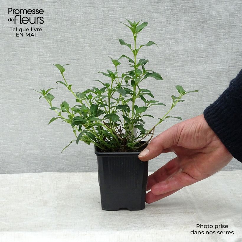 Fuchsia magellanica var. molinae - Fucsia Vasetto da 8/9 cm esemplare consegnato in primavera