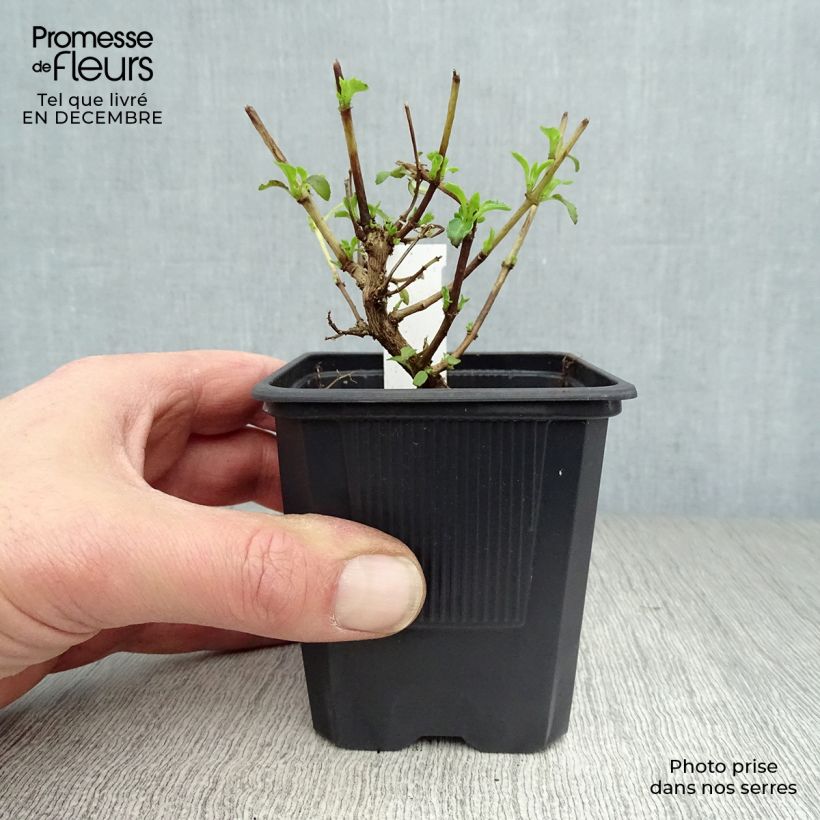 Fuchsia magellanica var. molinae - Fucsia Vasetto da 8/9 cm esemplare consegnato in inverno