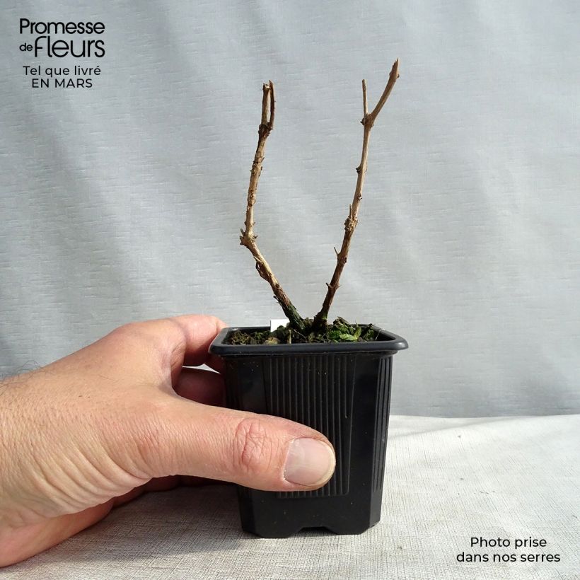 Fuchsia magellanica var. gracilis - Fucsia Vasetto da 8/9 cm esemplare consegnato in inverno