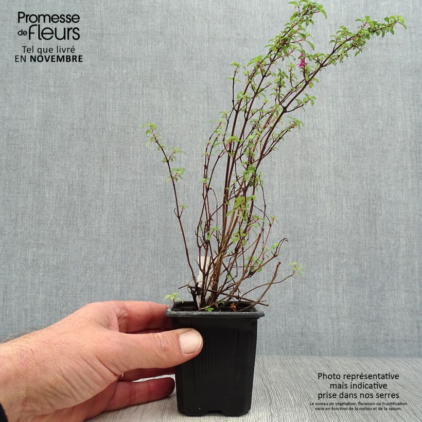Esemplare di Fuchsia microphylla subsp. microphylla - Fucsia Vasetto da 8/9 cm come consegnato in autunno