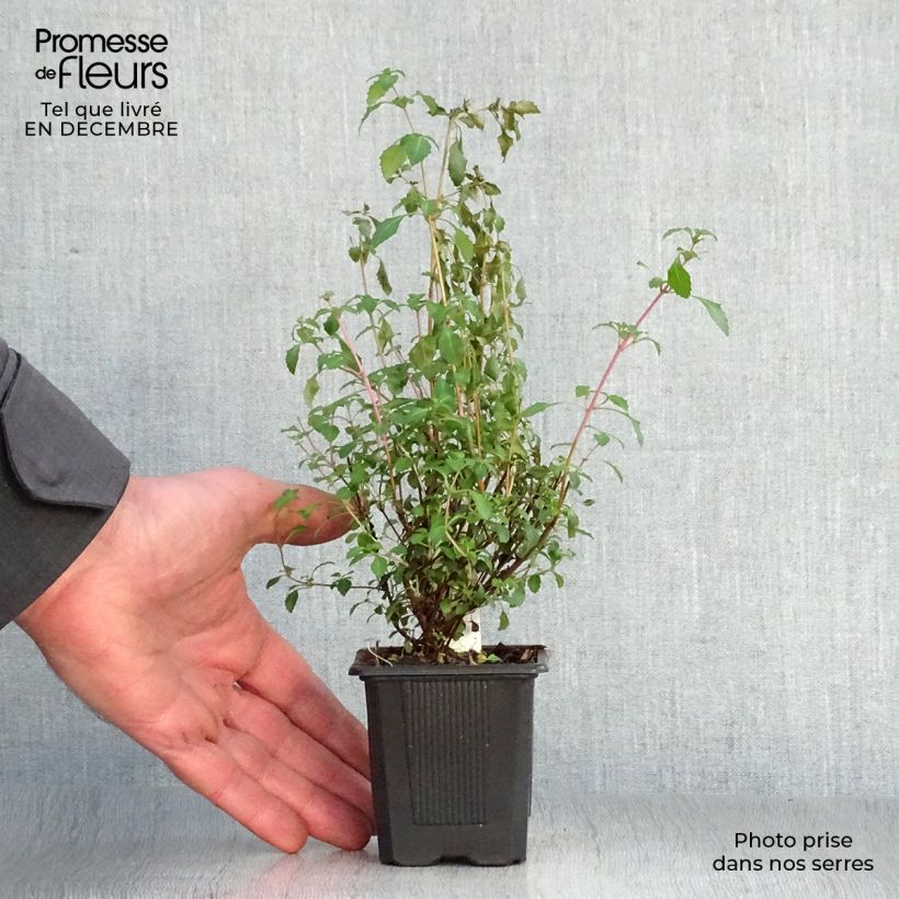 Fuchsia microphylla subsp. microphylla - Fucsia Vasetto da 8/9 cm esemplare consegnato in inverno