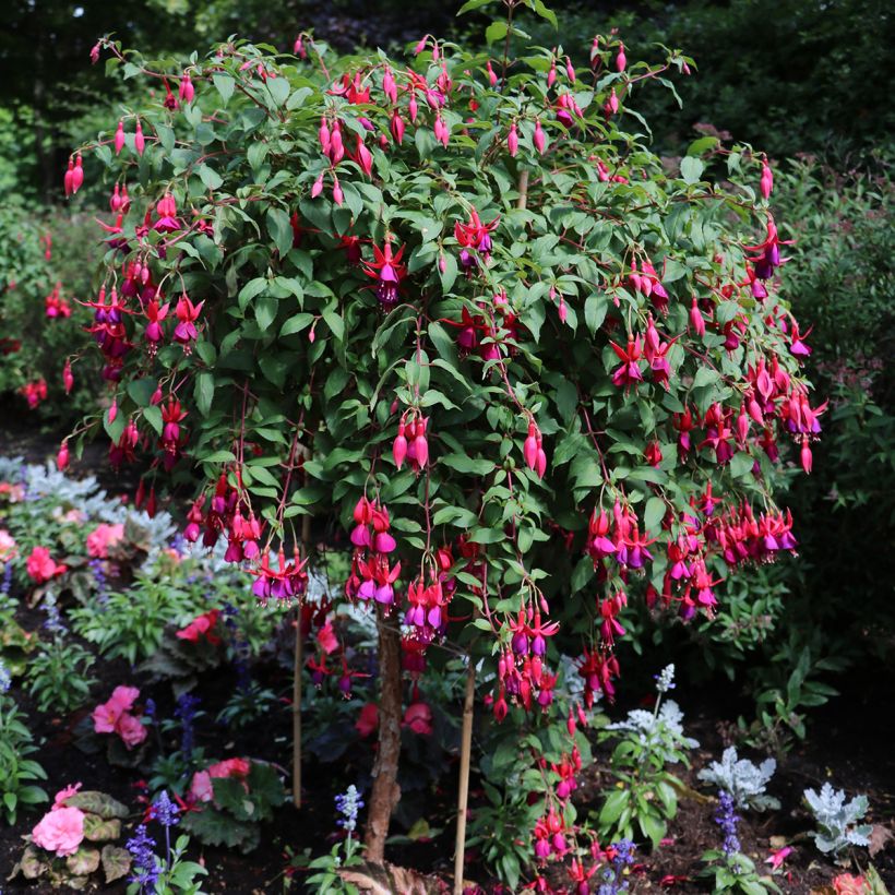 Fuchsia regia Regal - Fucsia (Porto)