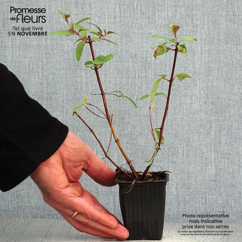 Esemplare di Fuchsia regia Reitzii - Fucsia Vasetto da 7/8 cm come consegnato in autunno