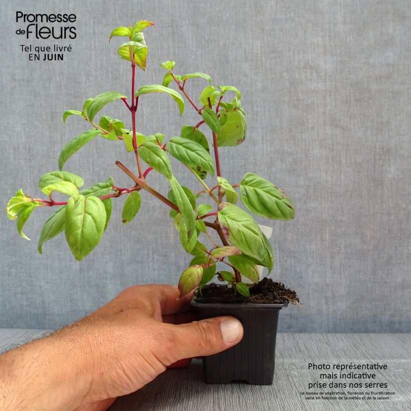 Fuchsia Rohees New Millenium - Fucsia Vasetto da 8/9 cm esemplare consegnato in primavera