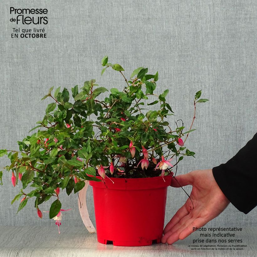 Esemplare di Fucsia Alice Hoffman Vaso da 2L/3L come consegnato in autunno