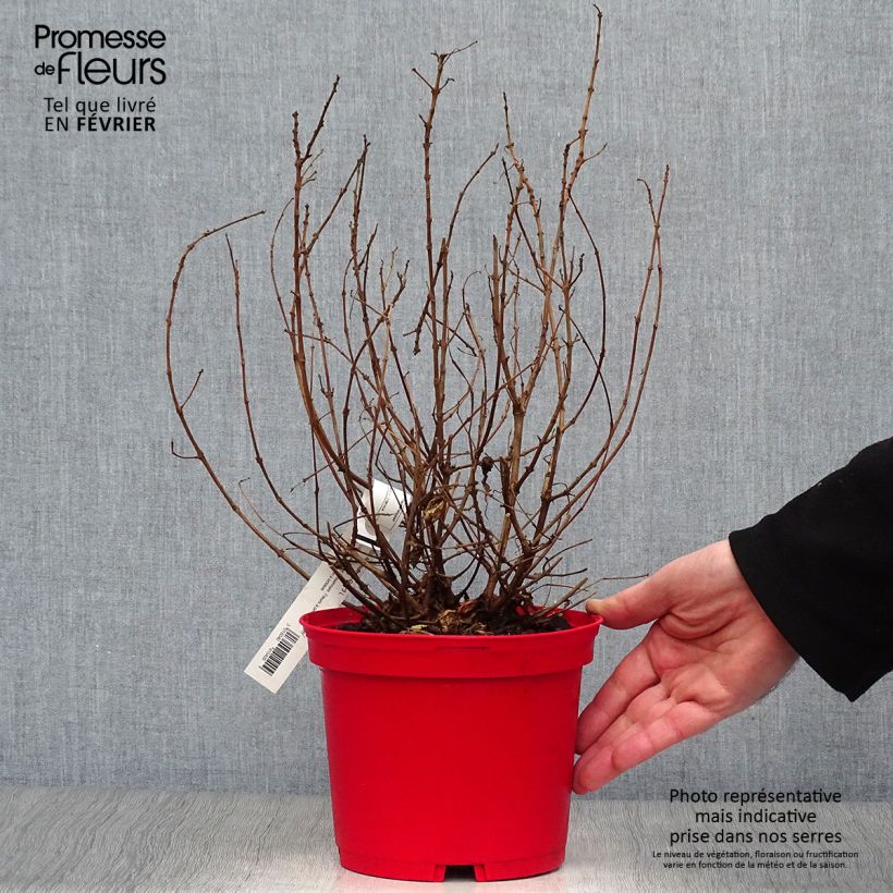 Fucsia Alice Hoffman Vaso da 2L/3L esemplare consegnato in inverno